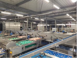 Duurzame winst: Kweker maximaliseert zonnestroom met koudebuffer en verhoogt efficiëntie